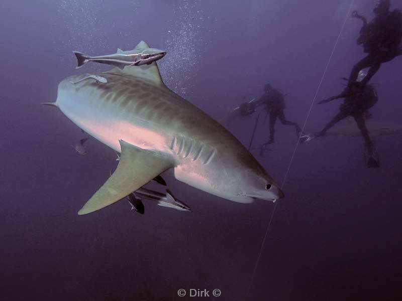 tiger shark