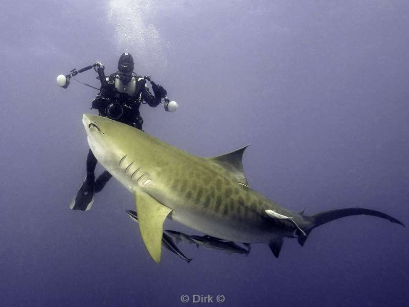 tiger shark