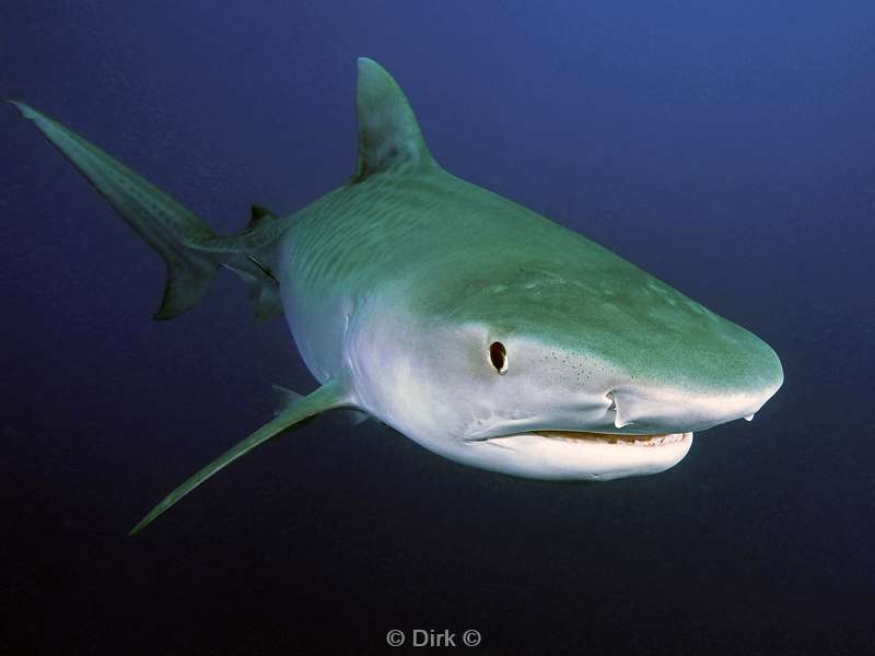 tiger shark