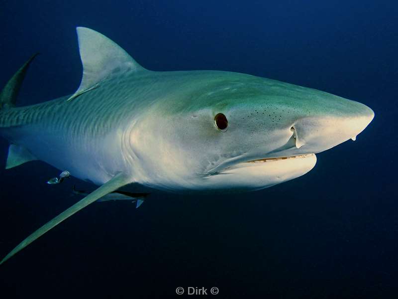 tiger shark