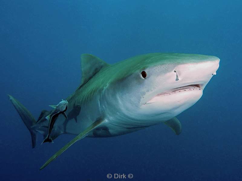 tiger shark