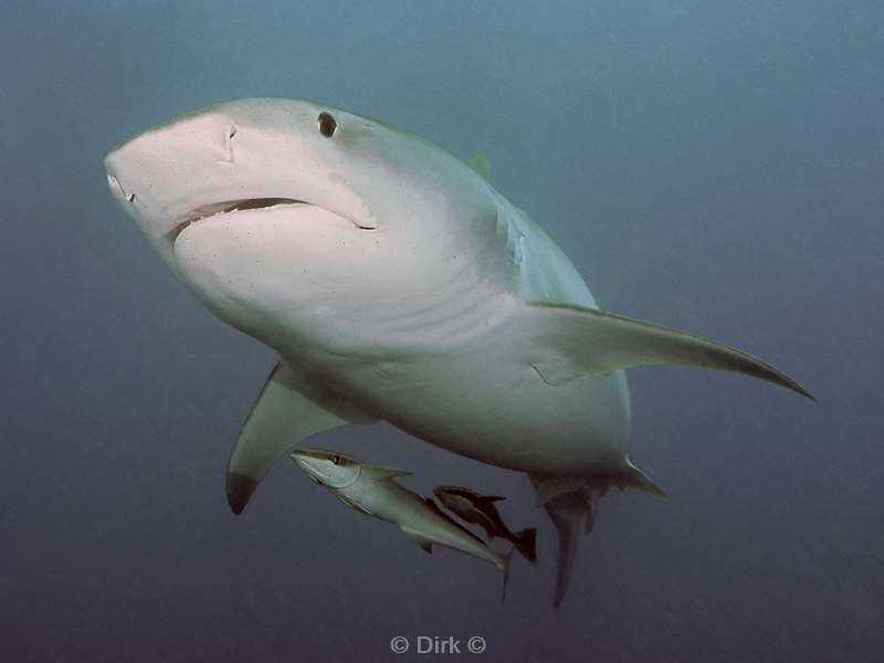 tiger shark