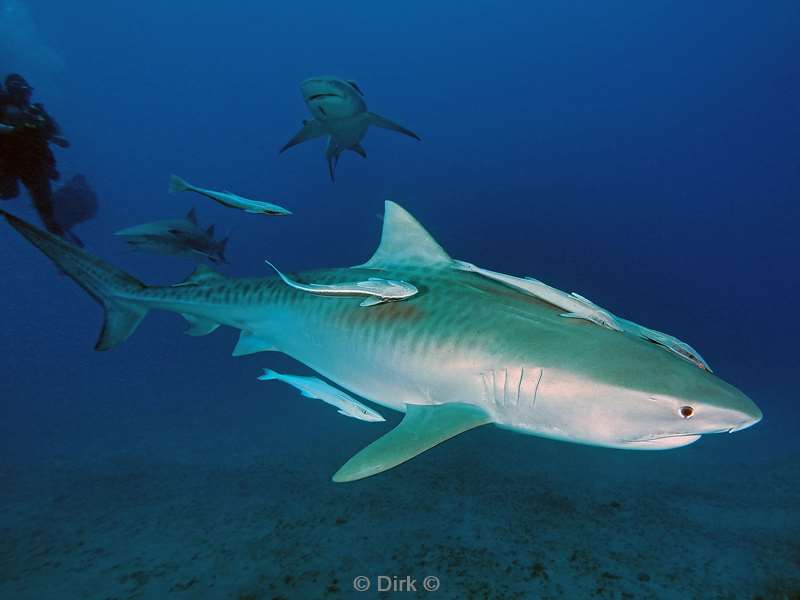 tiger shark