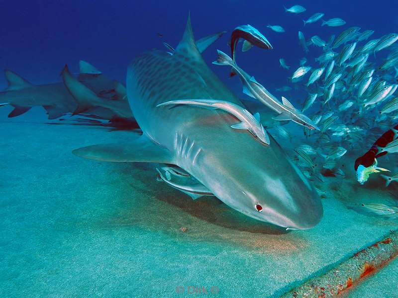 tiger shark