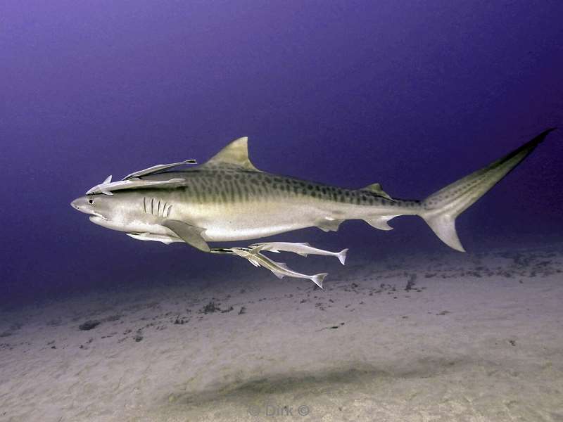 tiger shark