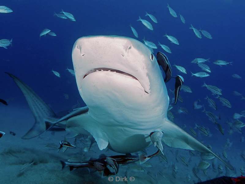 tiger shark