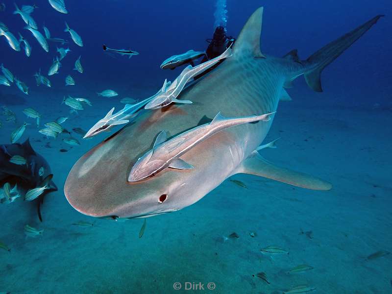 tiger shark