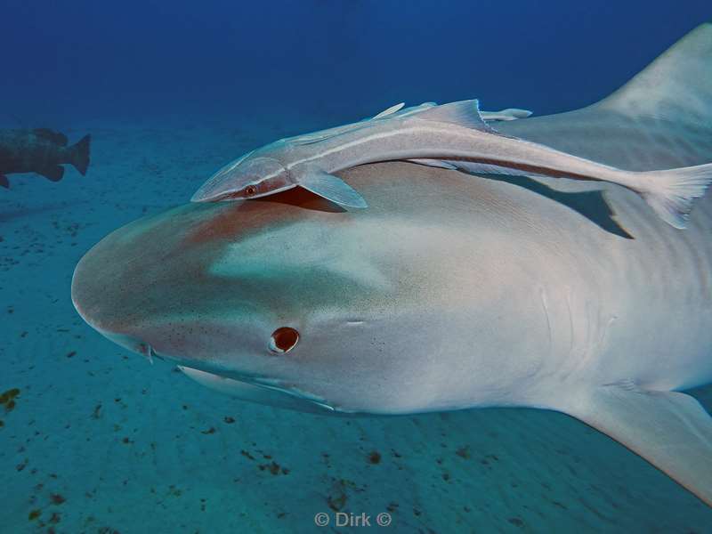 tiger shark