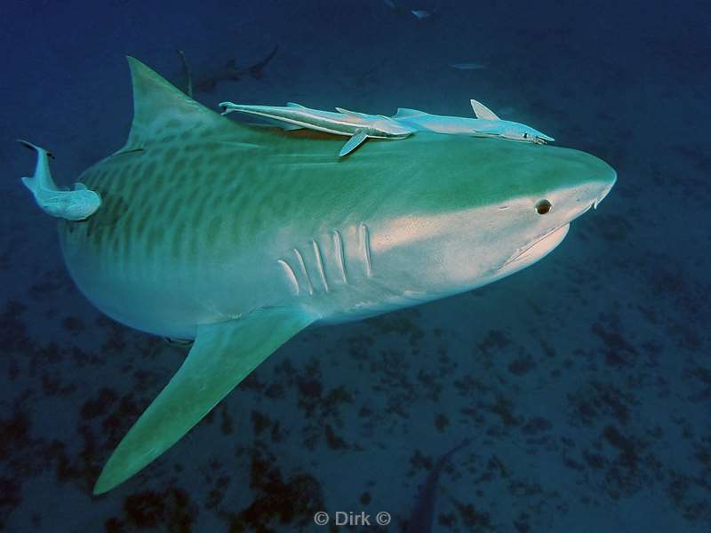 tiger shark