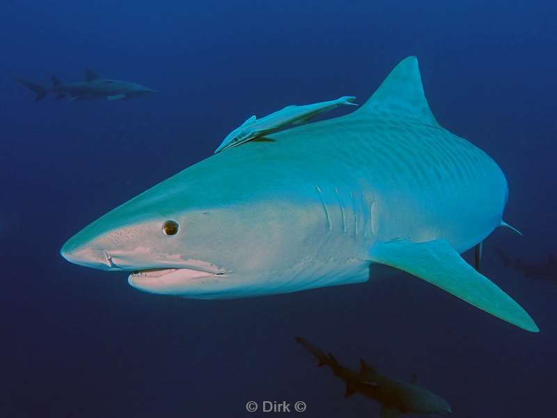 tiger shark