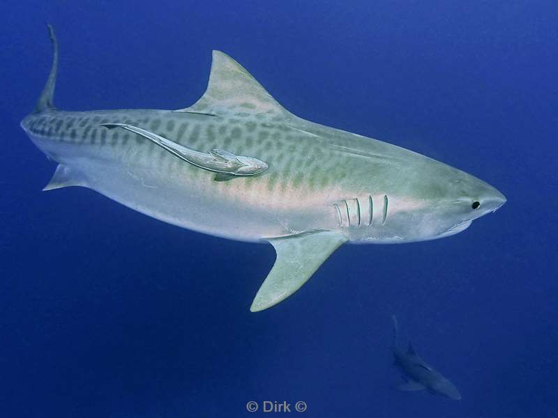 tiger shark