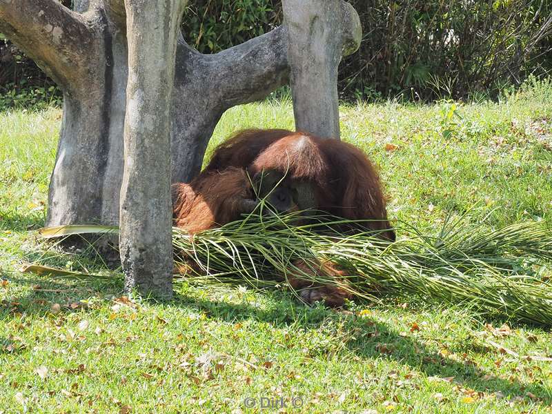 usa florida zoo miami