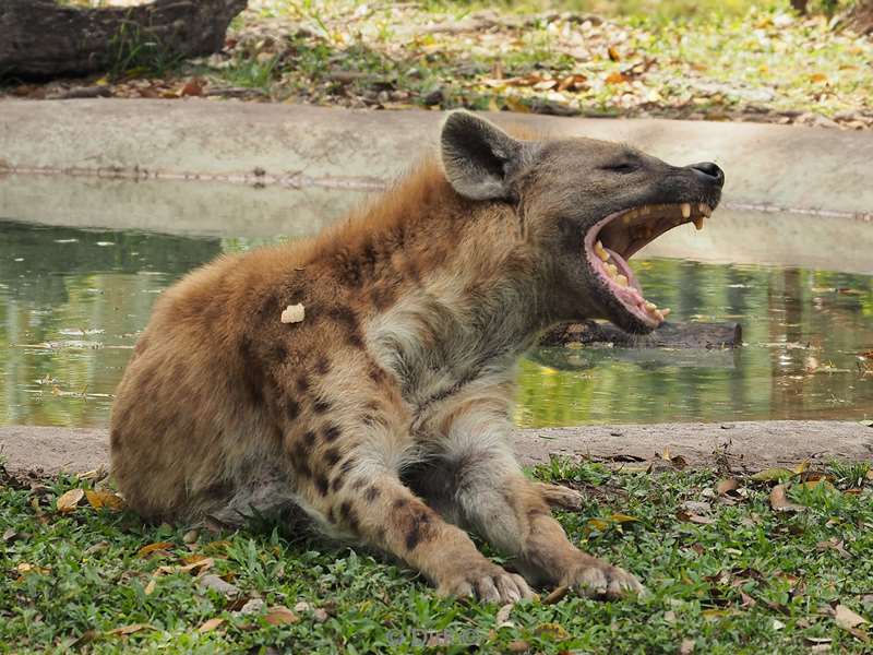 usa florida zoo miami