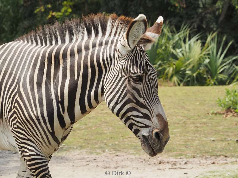 usa florida zoo miami