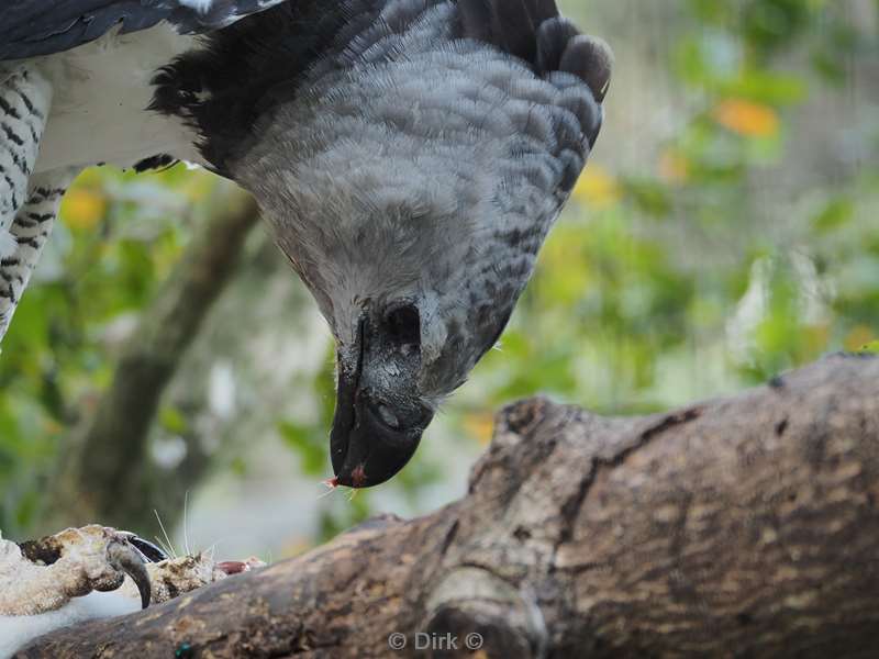 usa florida zoo miami