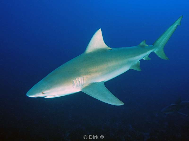 bull shark