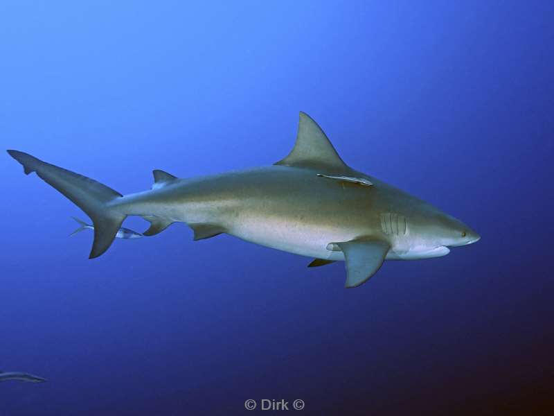 bull shark