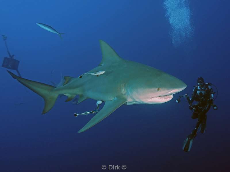 bull shark