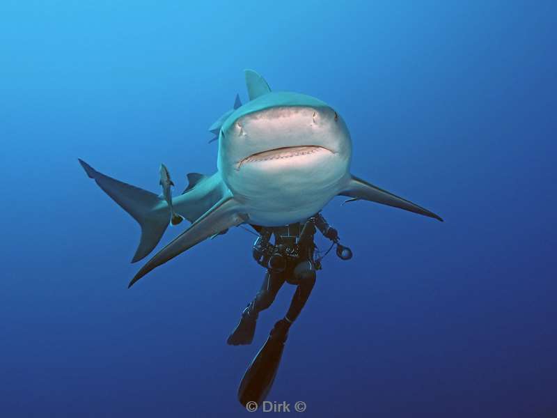 bull shark