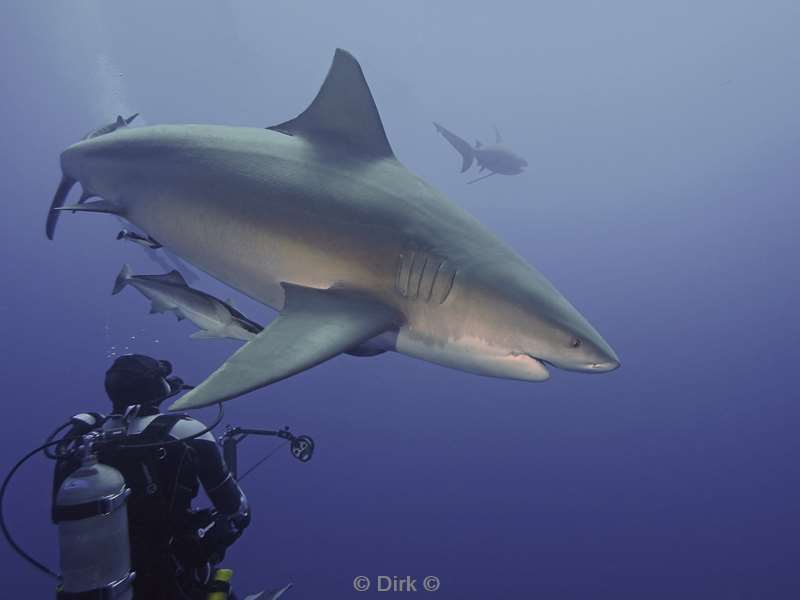 bull shark