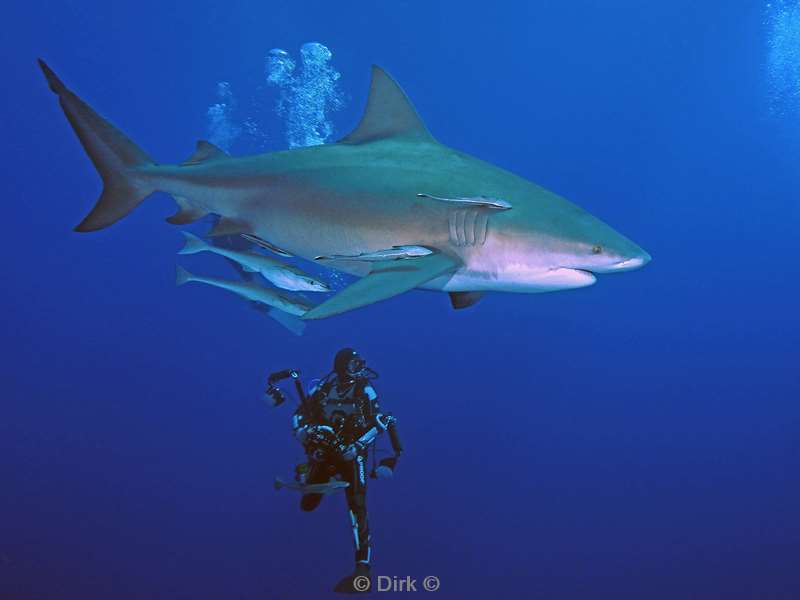 bull shark