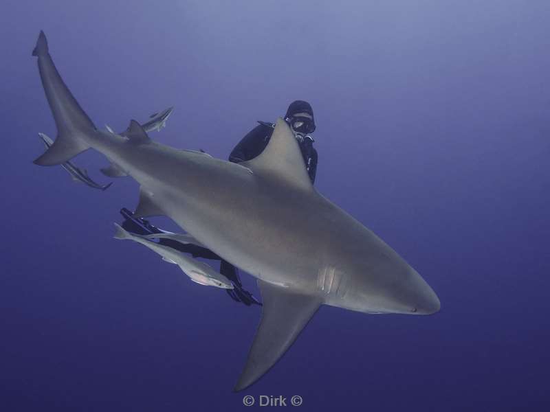 bull shark