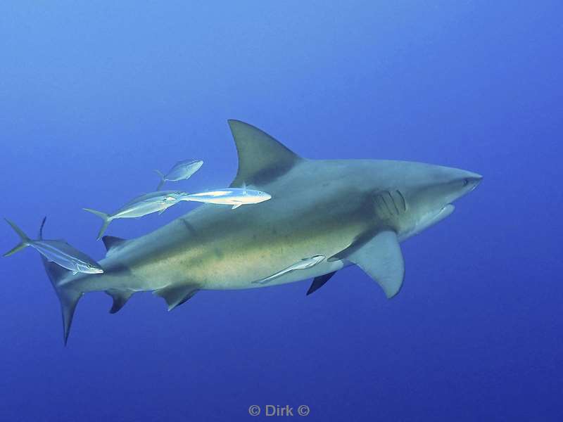 bull shark