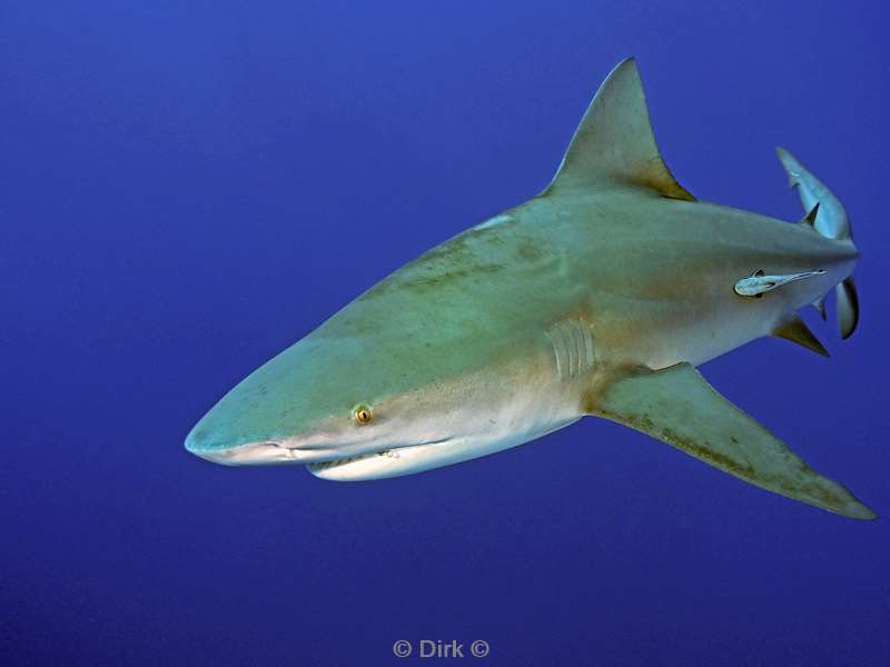 bull shark