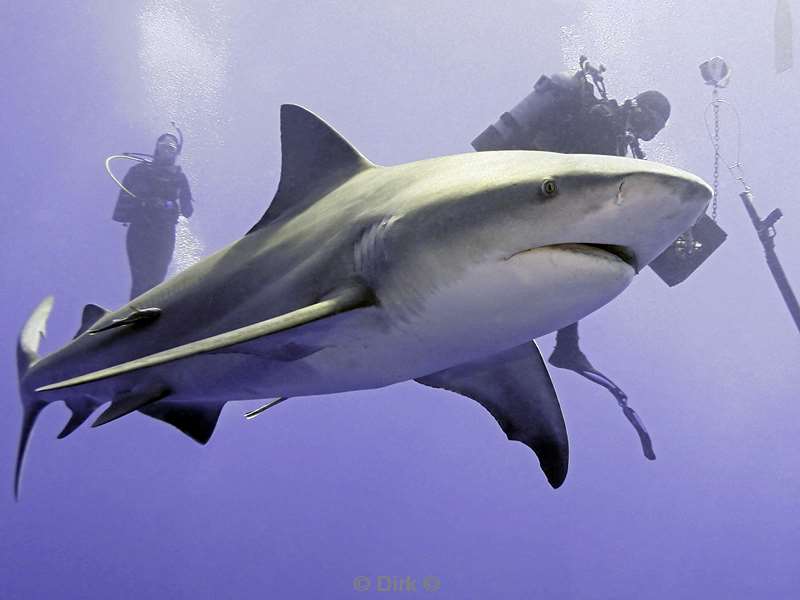 bull shark