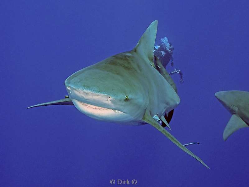 bull shark