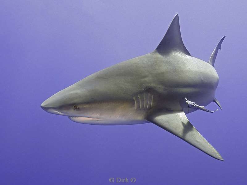 bull shark