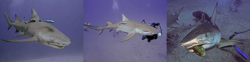 tiger, lemon sharks