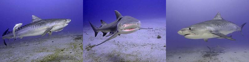 tiger, lemon sharks