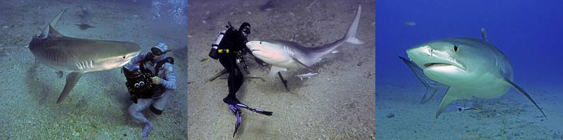 tiger, lemon sharks