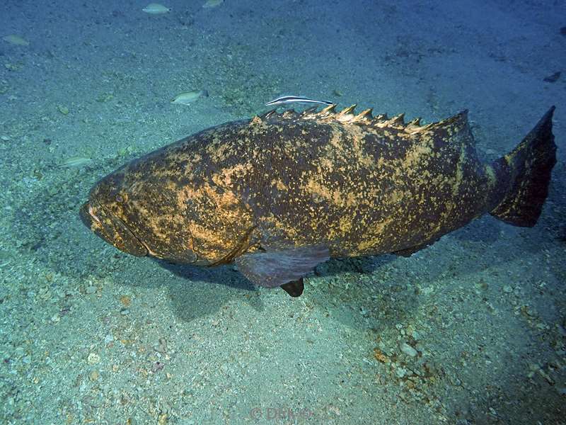 goliath grouper