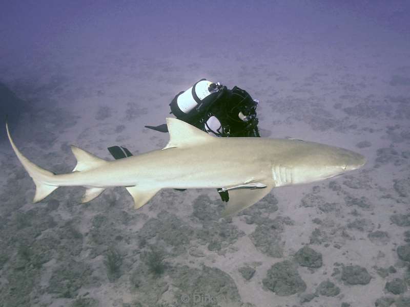 lemon shark