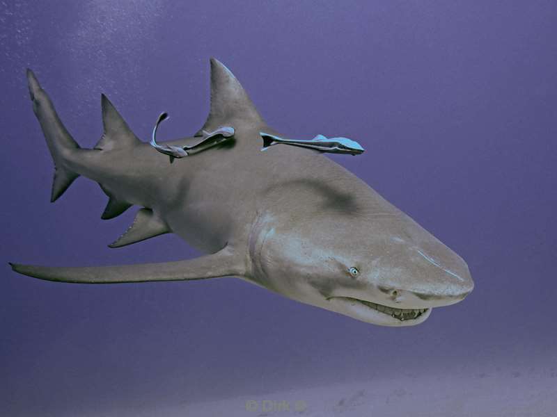 lemon shark