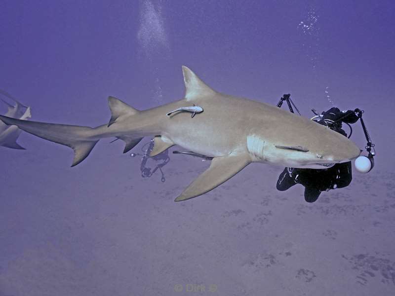 lemon shark