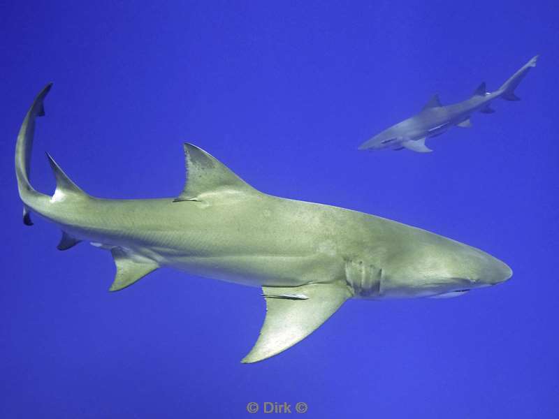 lemon shark