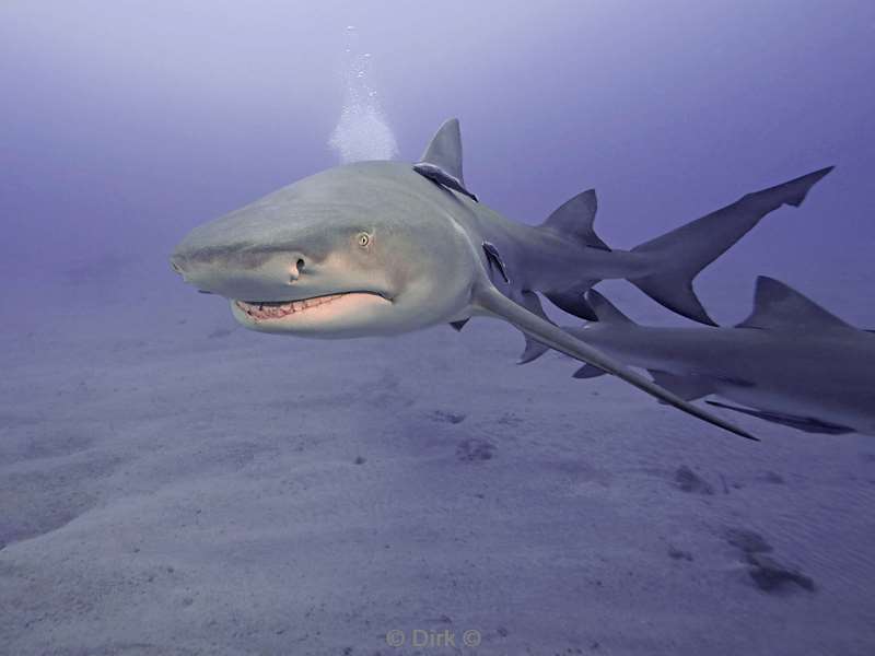 lemon shark