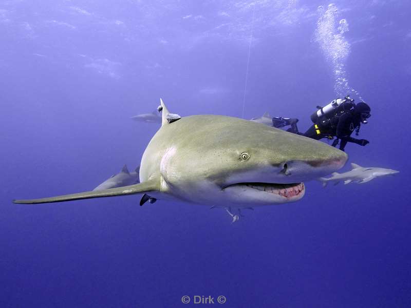 lemon shark