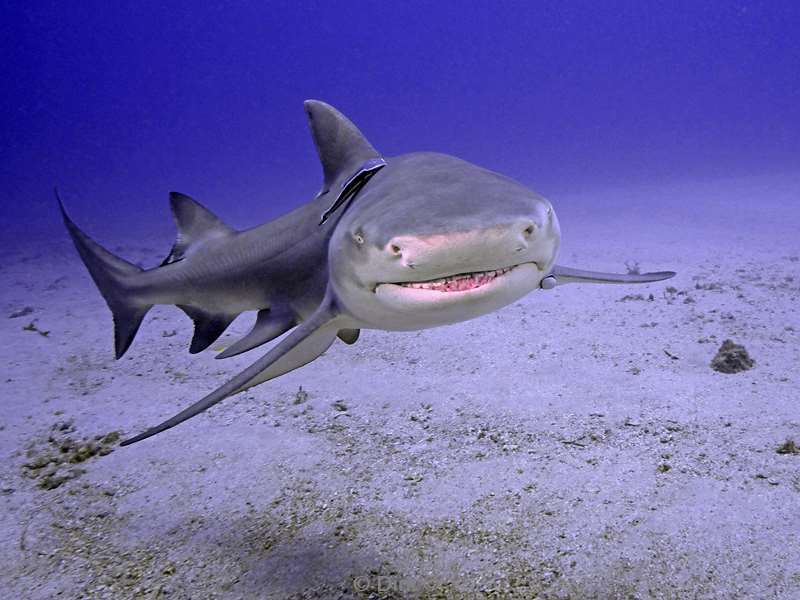 lemon shark