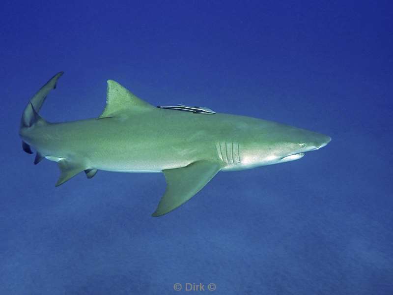 lemon shark