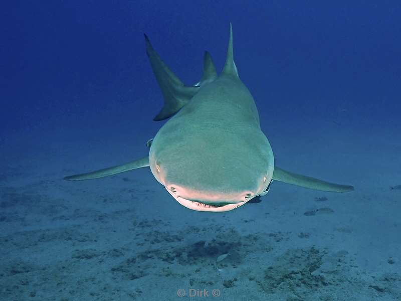 lemon shark