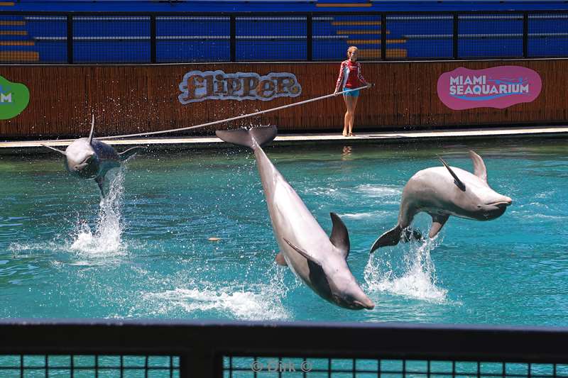 miami seaquarium