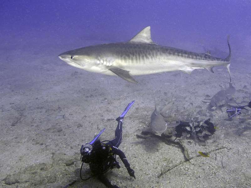 tiger shark