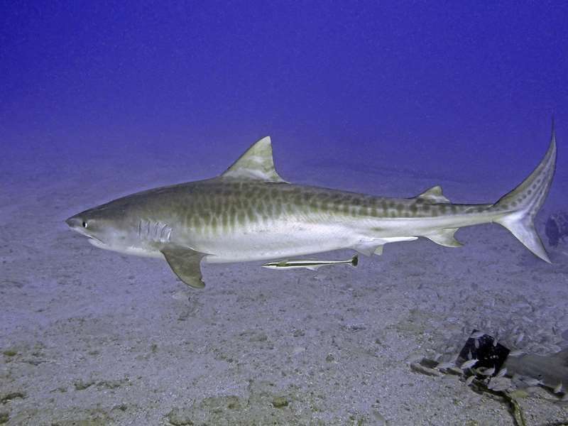 tiger shark