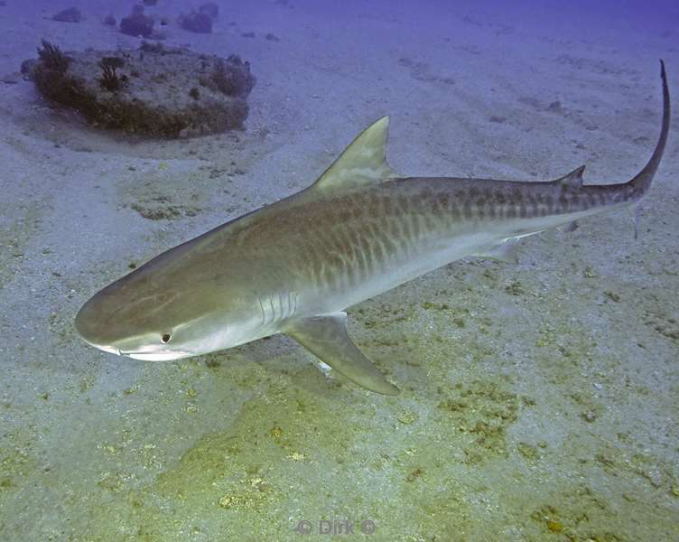 tiger shark