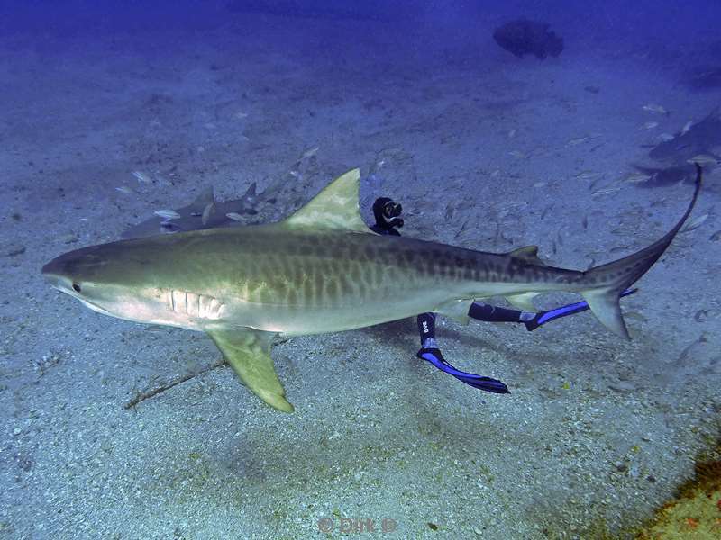 tiger shark