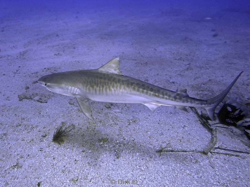 tiger shark